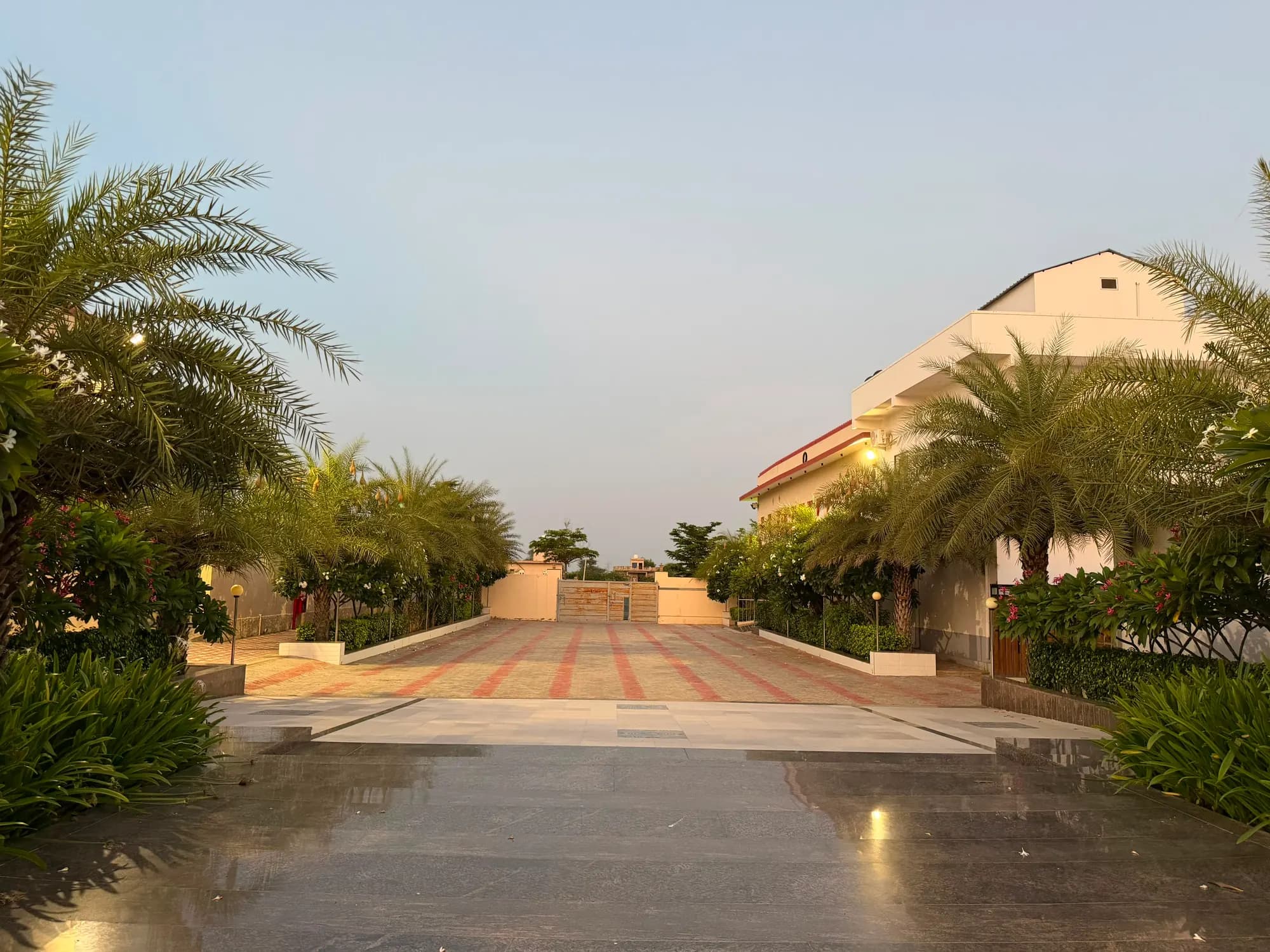 The palm-lined drive at dusk